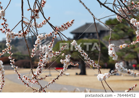 Romantic Ibaraki (People gather at Kairakuen, the plum blossoms again this year. The thoughts of Tokugawa Nariaki still bloom here.) 76446452