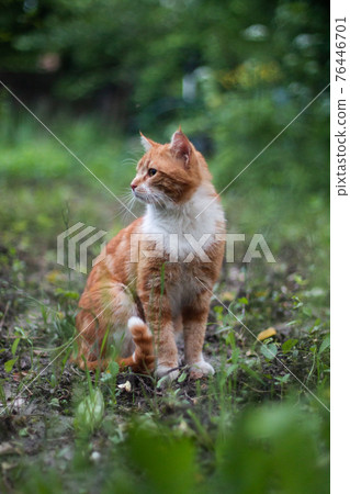 Red cat sits with his head turned, summer outside Red cat sits with his head turned, summer outside 76446701
