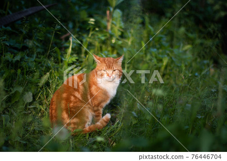 Red cat sits in the grass in sunlight 76446704