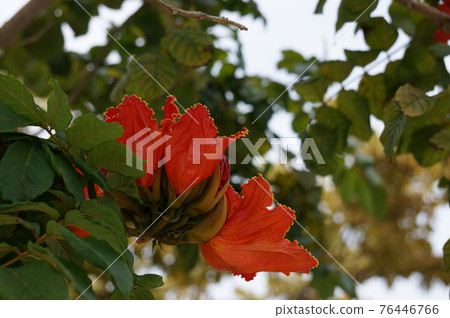 Kaenboku Kaenboku 76446766