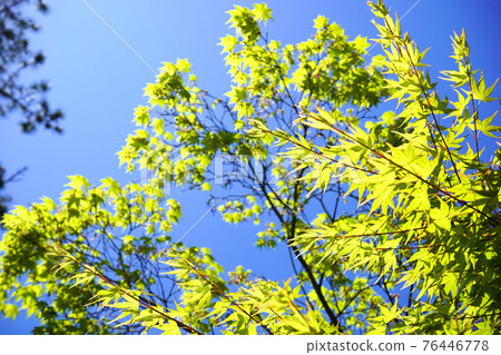 Hayama Shiosai Park Looking up at the sky and trees 76446778