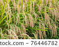 Is it an ear of rice that droops its head as it bears fruit? 76446782