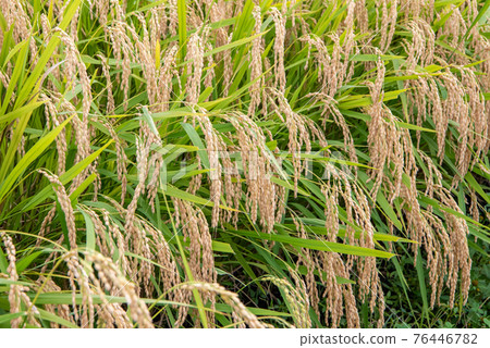 Is it an ear of rice that droops its head as it bears fruit? Is it an ear of rice that droops its head as it bears fruit? 76446782