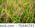 Is it an ear of rice that droops its head as it bears fruit? 76446783