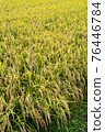 Is it an ear of rice that droops its head as it bears fruit? 76446784