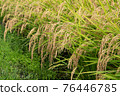 Is it an ear of rice that droops its head as it bears fruit? 76446785
