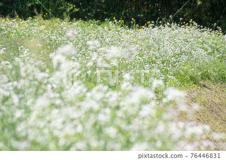 白色油菜花 76446831