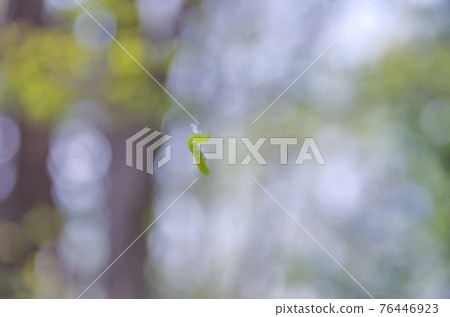 掛在森林裡的角蟲 掛在森林裡的角蟲 76446923