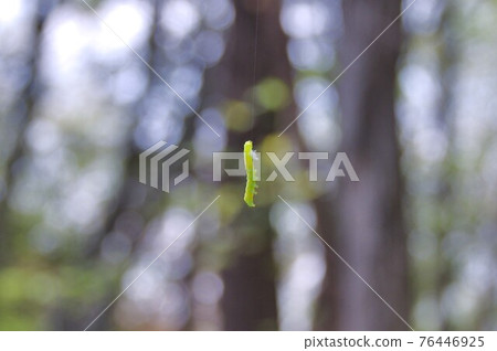 掛在森林裡的角蟲 掛在森林裡的角蟲 76446925