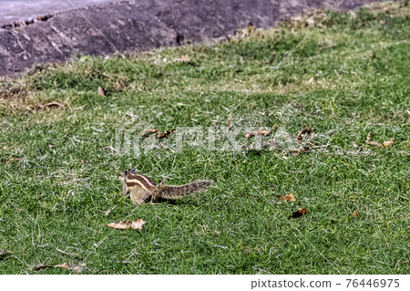 Indian palm squirrel or three-striped palm squirrel (Funambulus palmarum) - New Delhi, India 76446975