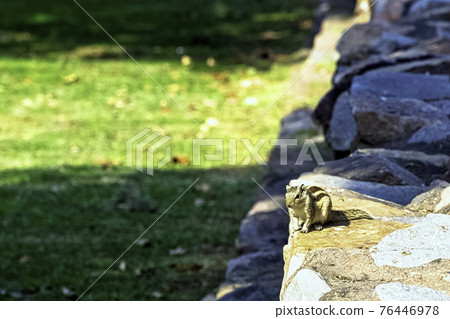 Indian palm squirrel or three-striped palm squirrel (Funambulus palmarum) - New Delhi, India 76446978