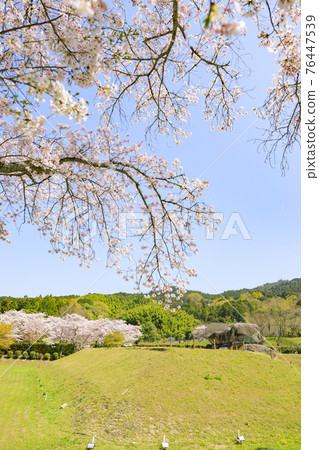 Ishibutai Tumulus in full bloom Ishibutai Tumulus in full bloom 76447539