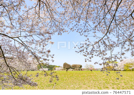 盛開的石台台古墳 盛開的石台台古墳 76447571