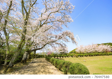 Ishibutai Tumulus in full bloom 76447580