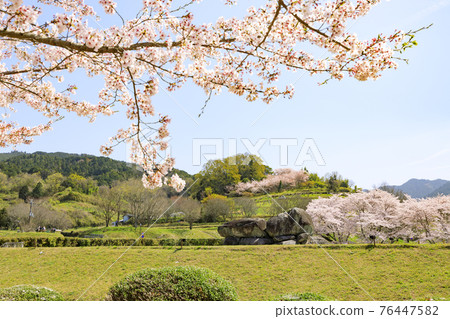 Ishibutai Tumulus in full bloom 76447582
