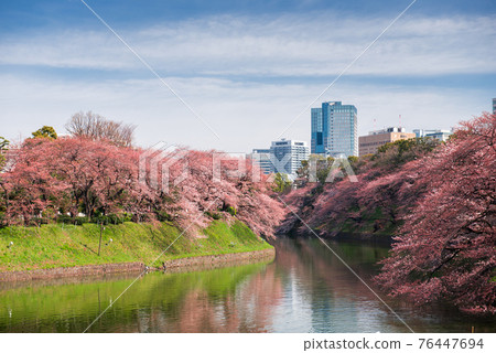 Tokyo, Japan at Chidorigafuchi Imperial Palace moat Tokyo, Japan at Chidorigafuchi Imperial Palace moat 76447694