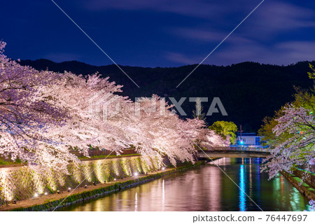 Kyoto, Japan on the Okazaki Canal during the spring cherry blossom season 76447697