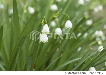 Snowflake flowers are in bloom. The scientific name is Leuco jum aestivum. Snowflake flowers are in bloom. The scientific name is Leuco jum aestivum. 76447947