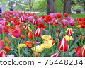 Tulip 76448234