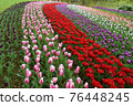 Tulip 76448245