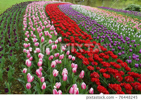 Tulip Tulip 76448245