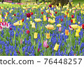 Tulip 76448257