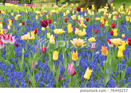 Tulip Tulip 76448257