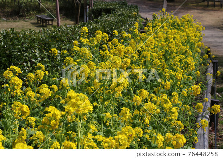 服部龍口公園的油菜田 服部龍口公園的油菜田 76448258