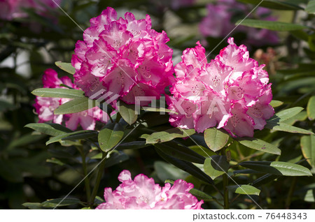 杜鵑園裡的杜鵑花盛開。這種杜鵑花的名字是藤井夫人。 76448343