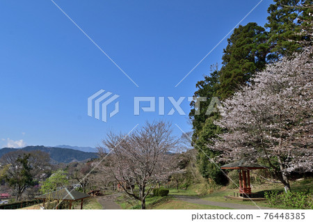 [Kanagawa Prefecture] Spring Tsukui Lake Shiroyama Park Negoya District 76448385