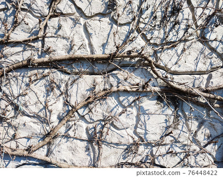 Dry creeper vine climbing on concrete wall Dry creeper vine climbing on concrete wall 76448422