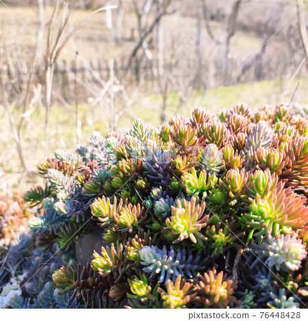 Colorful succulent sedum plant outdoor background 76448428
