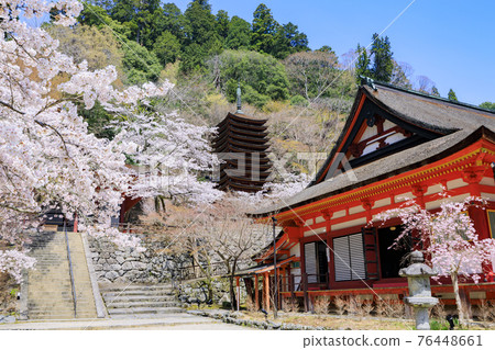 Cherry Blossoms at Chatoyama Shrine 76448661
