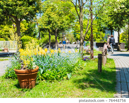 Suburban residential area Tulip flowerbed on the living road 76448756