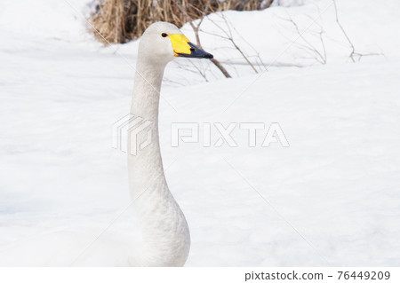北海道春天的天鵝來訪 76449209