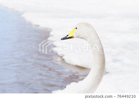 北海道春天的天鵝來訪 76449210
