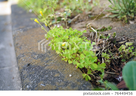 酢漿STRICTA 酢漿STRICTA 76449456