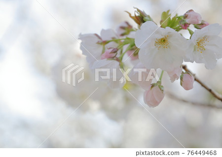 Beautifully colored Sakura (Shizuka Sakura, Higashiyama Zoo and Botanical Garden, Nagoya City, Aichi Prefecture) Beautifully colored Sakura (Shizuka Sakura, Higashiyama Zoo and Botanical Garden, Nagoya City, Aichi Prefecture) 76449468