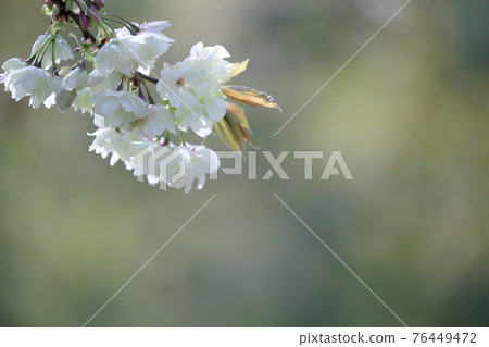 Gracefully blooming Ukon cherry blossoms (Higashiyama Zoo and Botanical Garden, Nagoya City, Aichi Prefecture) Gracefully blooming Ukon cherry blossoms (Higashiyama Zoo and Botanical Garden, Nagoya City, Aichi Prefecture) 76449472