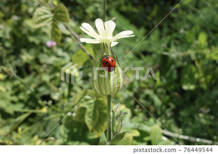 White campion flowers and ladybugs 76449544
