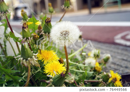 西洋蒲公英 西洋蒲公英 76449566