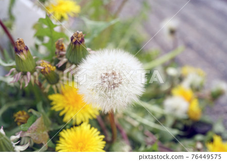 Cottonweed Cottonweed 76449575