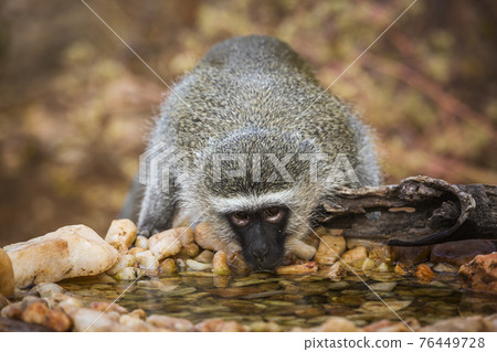 Vervet monkey in Kruger National park, South Africa Vervet monkey in Kruger National park, South Africa 76449728