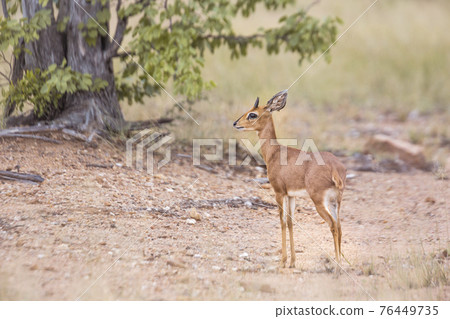Steenbok in Kruger National park, South Africa Steenbok in Kruger National park, South Africa 76449735