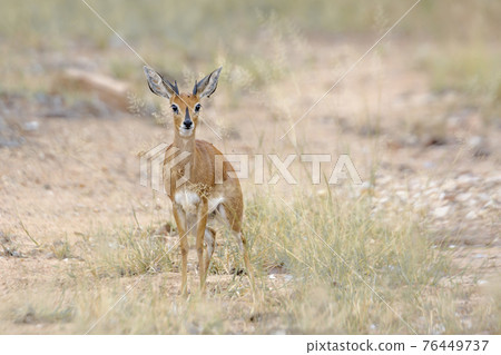 Steenbok in Kruger National park, South Africa Steenbok in Kruger National park, South Africa 76449737