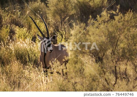 South African Oryx in Kgalagadi transfrontier park, South Africa 76449746