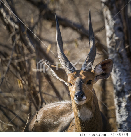 Cape bushbuck in Kruger National park, South Africa Cape bushbuck in Kruger National park, South Africa 76449789