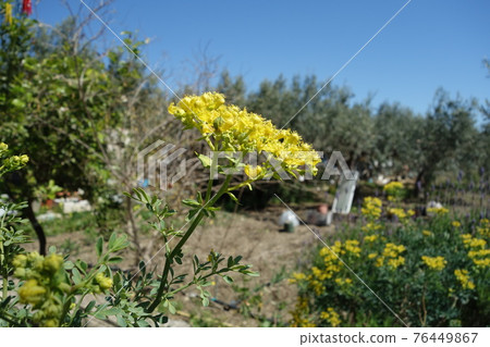 Flowers of Henreda 76449867