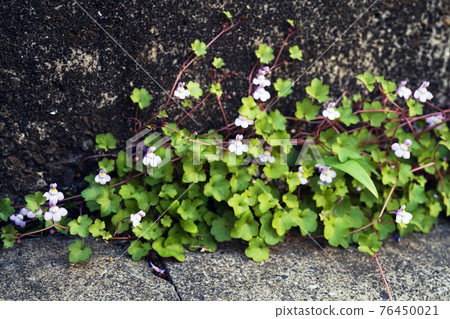 凱尼爾沃思常春藤 76450021