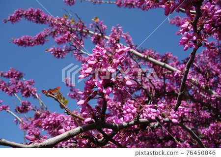 西西里Yudanoki盛開 76450046